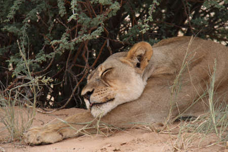 Sleeping Lioness  Panthera Leo の写真素材