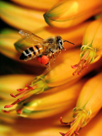 Working Honey bee