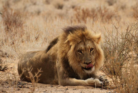 Male lion lying down