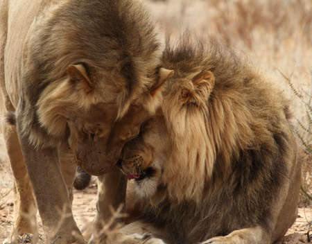 Two lion Brothers in the Kgaligadi の写真素材