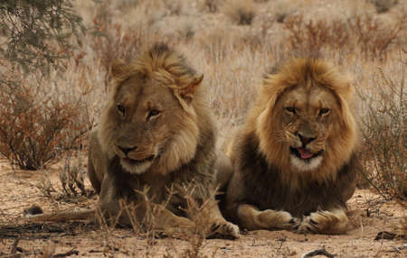 Two lion Brothers in the Kgaligadiの写真素材
