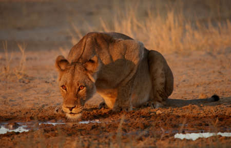Lion drinking waterの写真素材