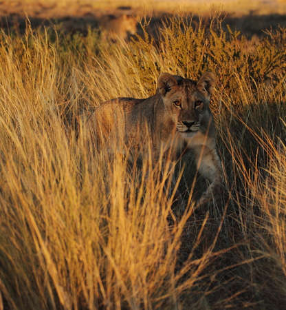 Lioness in tall grass