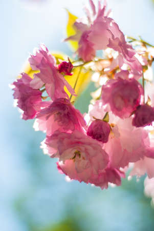 cherry blossoms in spring in the parkの写真素材