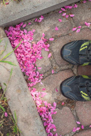 blooming paradise  in spring in the parkの写真素材