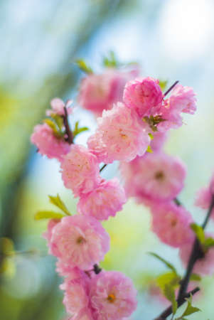 cherry blossoms in spring in the parkの写真素材