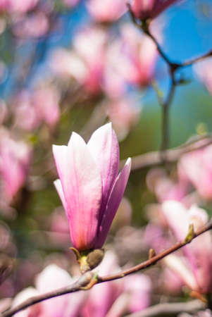 blooming magnolias in spring in the parkの写真素材