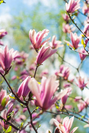 blooming magnolias in spring in the parkの写真素材