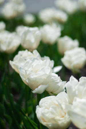 white tulips blooming in the park