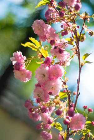 cherry blossoms in spring in the parkの写真素材