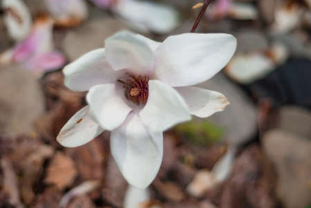 blooming magnolias in spring in the parkの写真素材