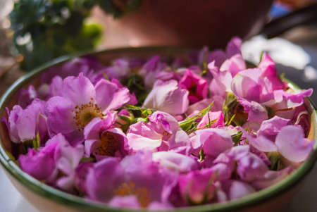 flowers and buds of tea rose in spring. tea roseの写真素材