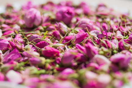 flowers and buds of tea rose in spring. tea roseの写真素材