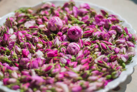 flowers and buds of tea rose in spring. tea roseの写真素材