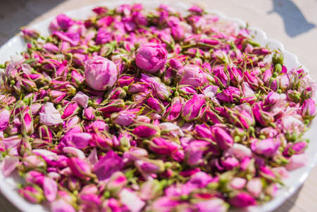 flowers and buds of tea rose in spring. tea roseの写真素材