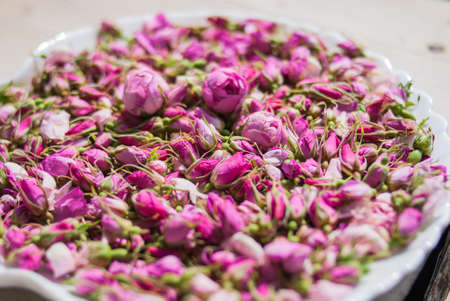 flowers and buds of tea rose in spring. tea roseの写真素材