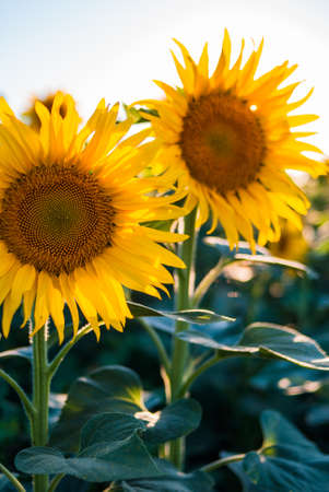 bright colorful sunflower in summerの写真素材