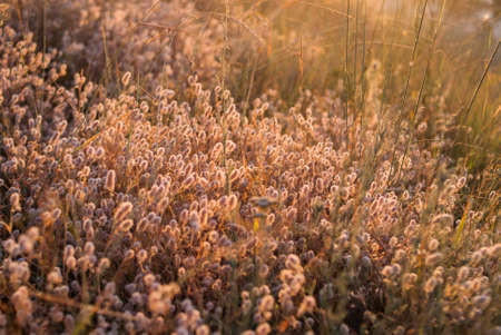 Fluffy plants in the meadow in the early morningの写真素材
