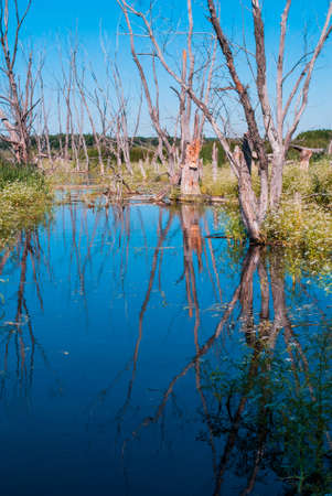 relic swamp in the middle of a meadowの写真素材