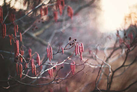 ripening spring buds and catkins on tree branchesの写真素材