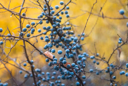 Autumn blue turn. Branches with bright autumn leaves. Bright and colorful autumn landscapes.の写真素材