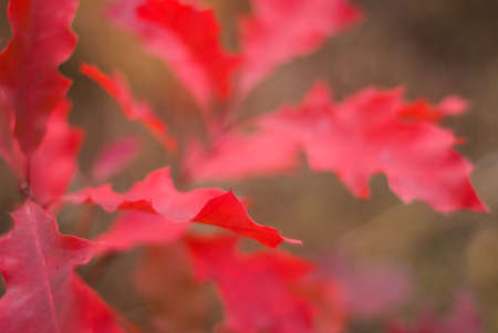 Colorful and vibrant autumn leaves. Red autumn leaves. Branches with bright autumn leaves. Bright and colorful autumn landscapes and landscapes.の写真素材