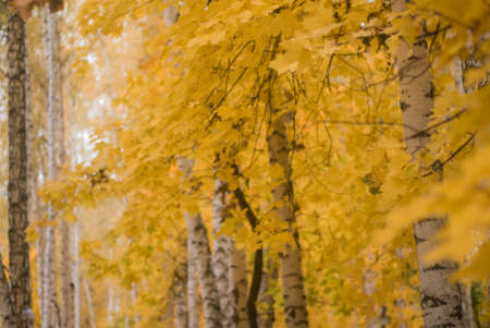 Colorful and vibrant autumn leaves. Red autumn leaves. Branches with bright autumn leaves. Bright and colorful autumn landscapes and landscapes.の写真素材