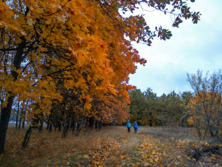 Colorful and vibrant autumn leaves. Red autumn leaves. Branches with bright autumn leaves. Bright and colorful autumn landscapes and landscapes.の写真素材
