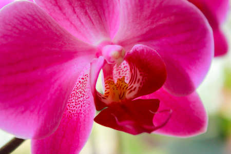 Phalaenopsis orchid colorful bloom. Pink phalaenopsis. Tropical flowersの写真素材