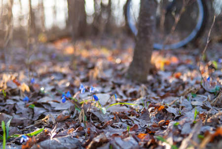 blooming of the first spring flowers in the forestの写真素材