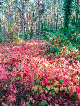 Beautiful and bright autumn leaves in the autumn forest. Fiery red autumn leaves of wild grapes.の写真素材