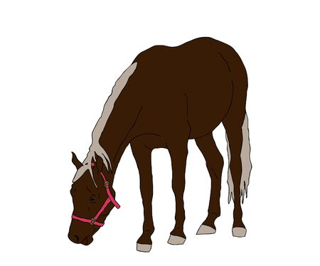 Horse eatingのイラスト素材