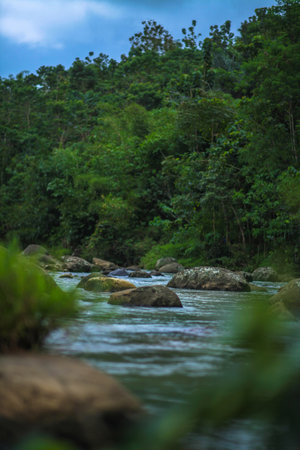 River in the middle of the forest with large stonesの写真素材