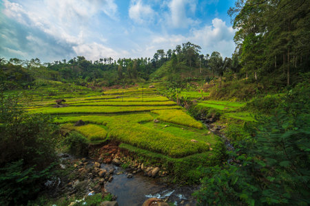 Green rice fields River bank in indonesiaの写真素材