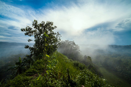 forest and mist, near Cianjur in west java Indonesia