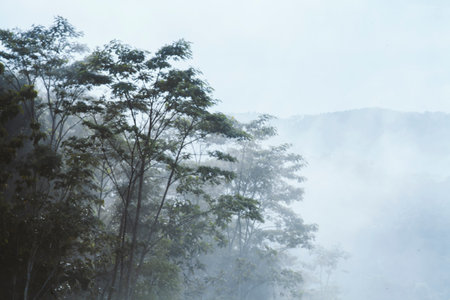 Trees in mist at dawn in morningの写真素材