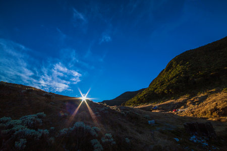 The summer sun shines through the Edelweis flowers, Gunung Gede Pangrango, Cianjur Indonesiaの写真素材