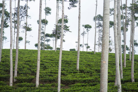 Trees in tea plantationsの写真素材