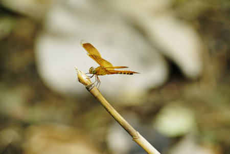 Dragonfly on stickの写真素材