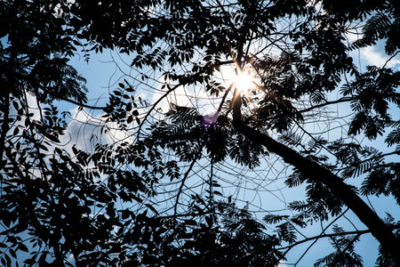 Summer blue sky with silhouette treeの写真素材
