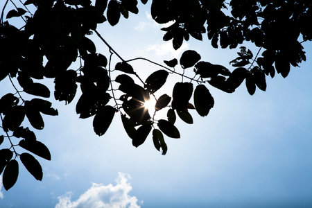 Silhouette of leaves behind the sunの写真素材