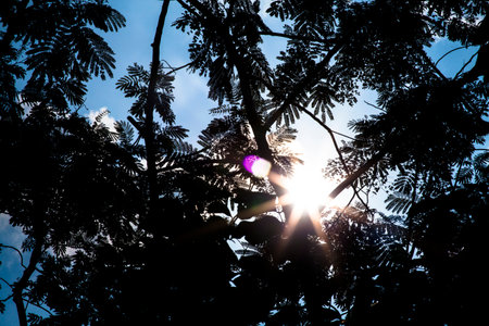 Trees silhouettes against daytime backgroundの写真素材