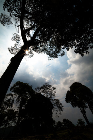 Silhouetted tall treesの写真素材