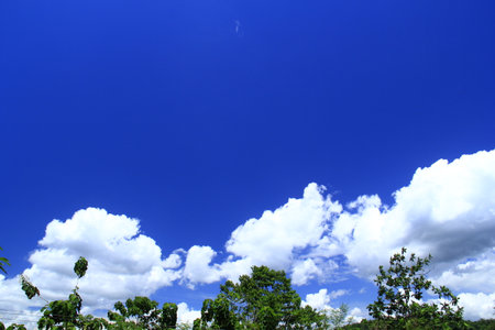 The blue sky above the treesの写真素材