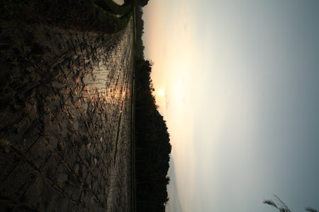 Silhouette of rice fieldsの写真素材