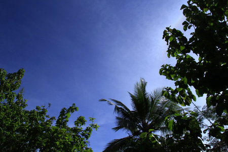 The blue sky above the treesの写真素材