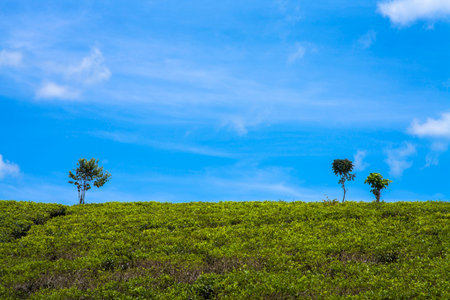 Beautiful landscape and three trees