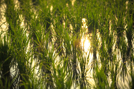 Green field of rice plant with waterの写真素材