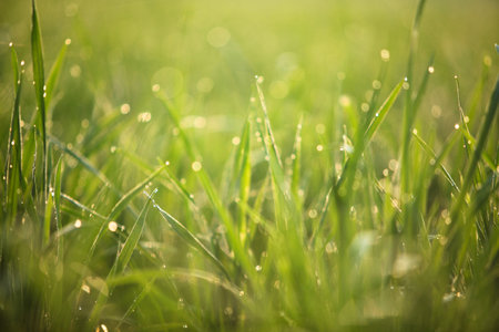 Grass. Fresh green spring grass with dew drops closeup. Sun. Soft Focus. Abstract Nature Backgroundの写真素材