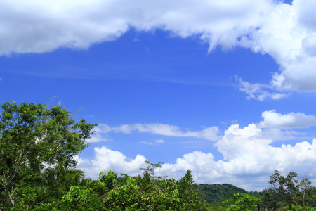 The blue sky above the treesの写真素材